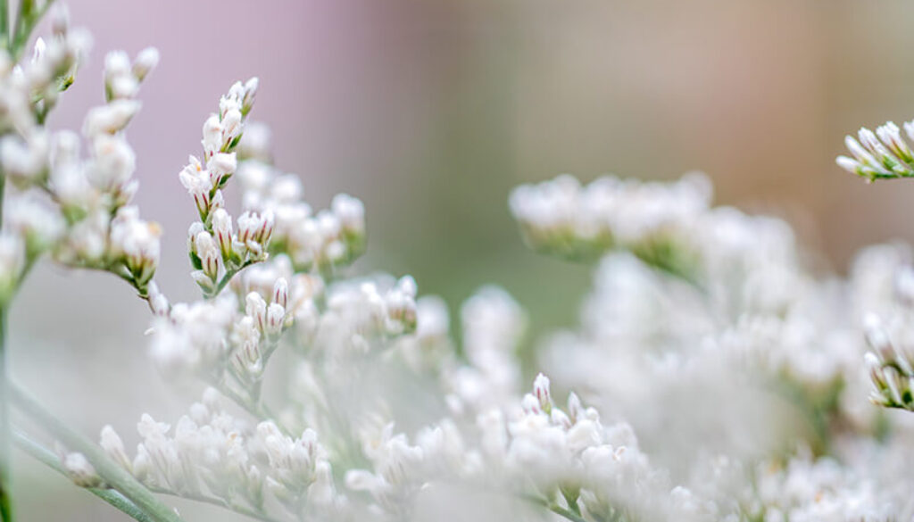 flowers-nature (1)